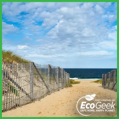 Sandy beach path between wooden dune fences leading to the ocean