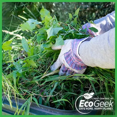 Gloved hand pulling weeds and grass from a garden bed