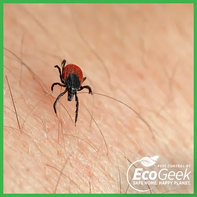 Close-up of a tick crawling on human skin