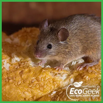 Mouse perched on a torn loaf of seeded bread