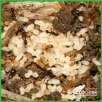 Ants tending white larvae and pupae inside an opened nest