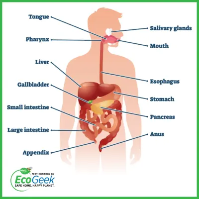 Labeled diagram of the human digestive system from mouth to intestines