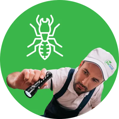 Termite Inspection