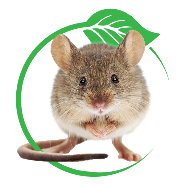 Barnstable Mice Exterminator Near Me