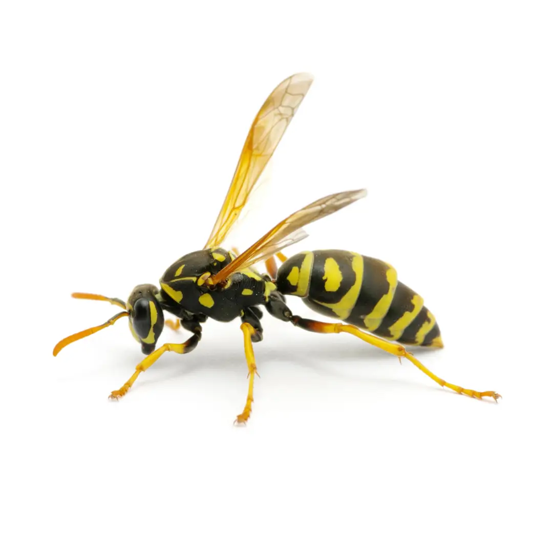 Wasp & Hornet Control