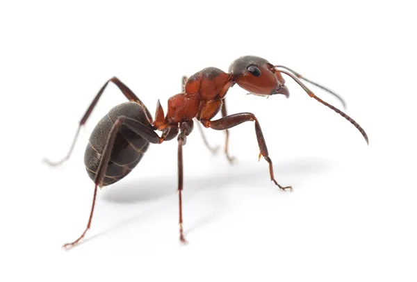 Bourne ant Control Near Me