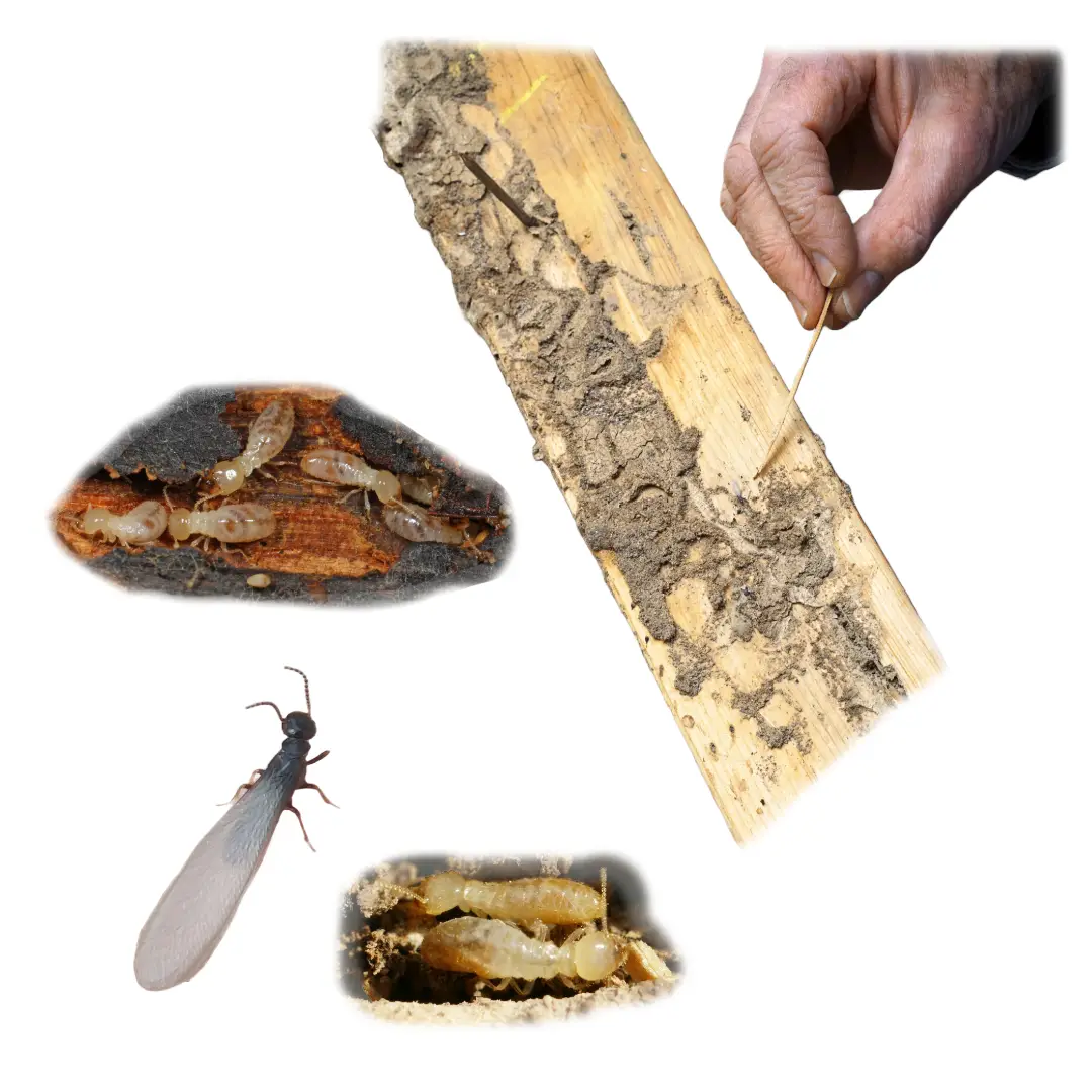 Structural Pests