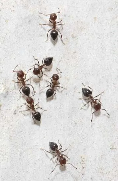 Mashpee Ant Control Near Me