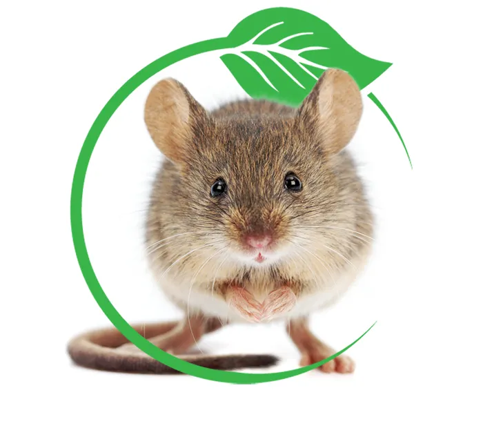barnstable mouse rodent control near me