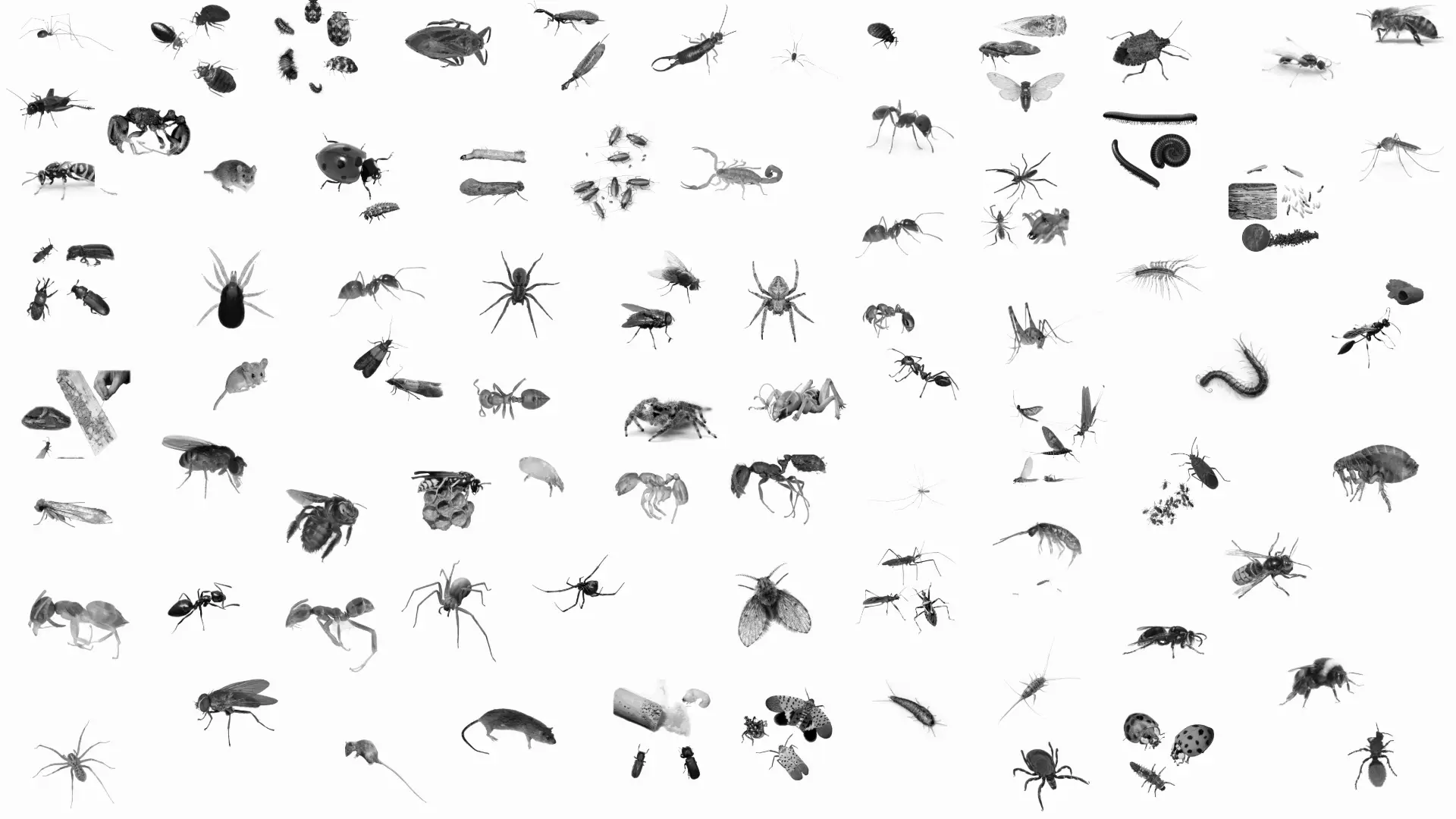 Pest Identification