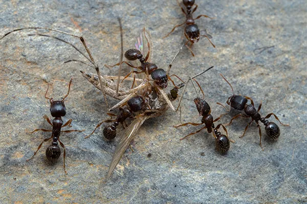 pavement ant exterminator Dennis MA