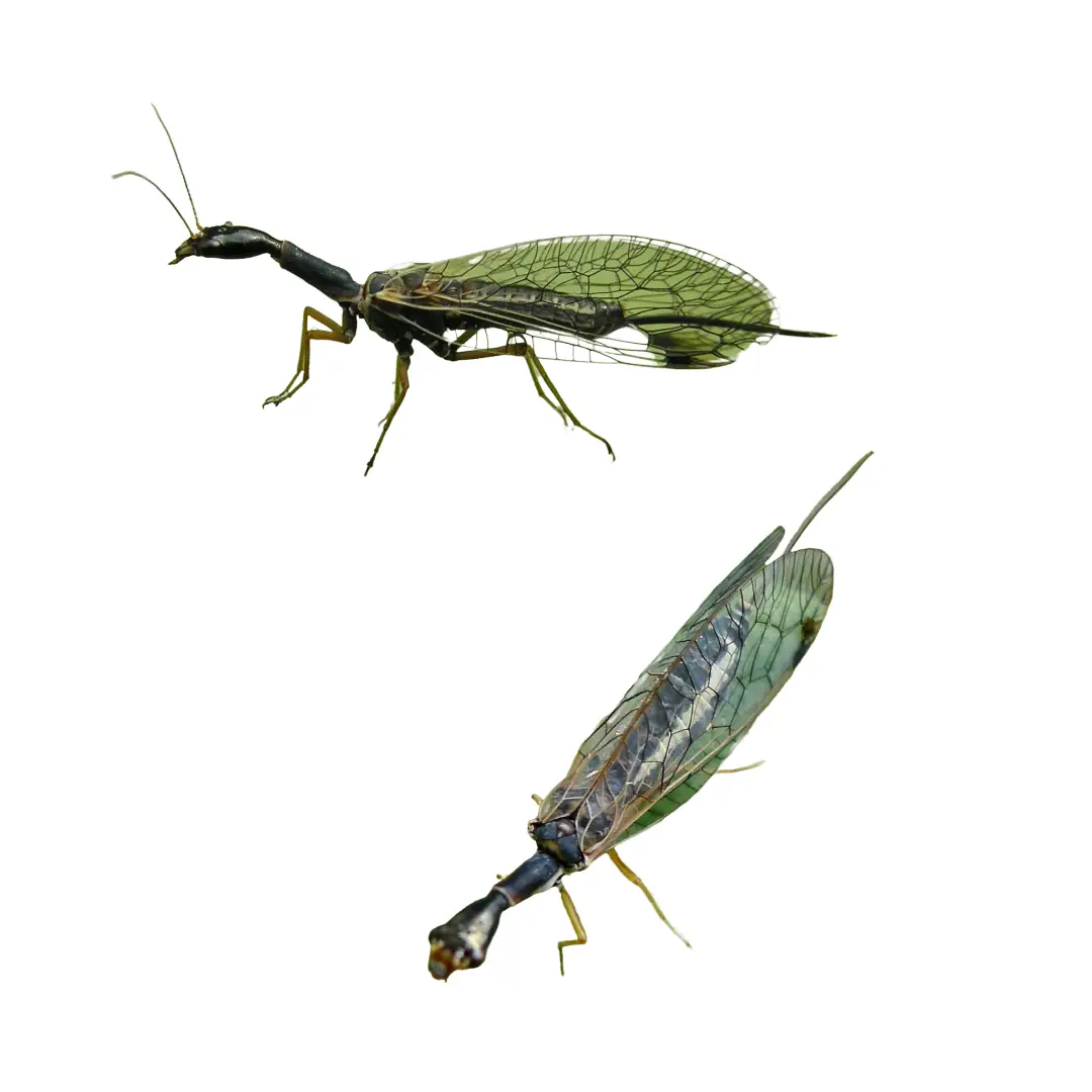 Interesting Bugs