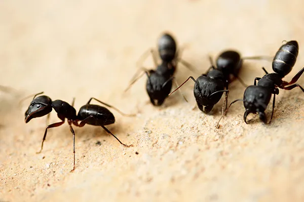 Bourne ant exterminator Near Me