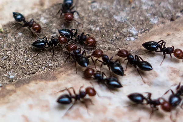 Dennis Ant exterminator