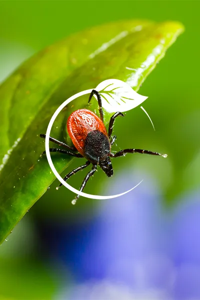 Barnstable Tick Exterminator Near Me