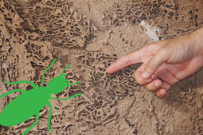 Eastham termite control evidence