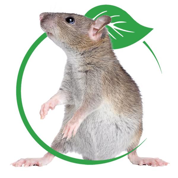 Cotuit Rat Control Near Me