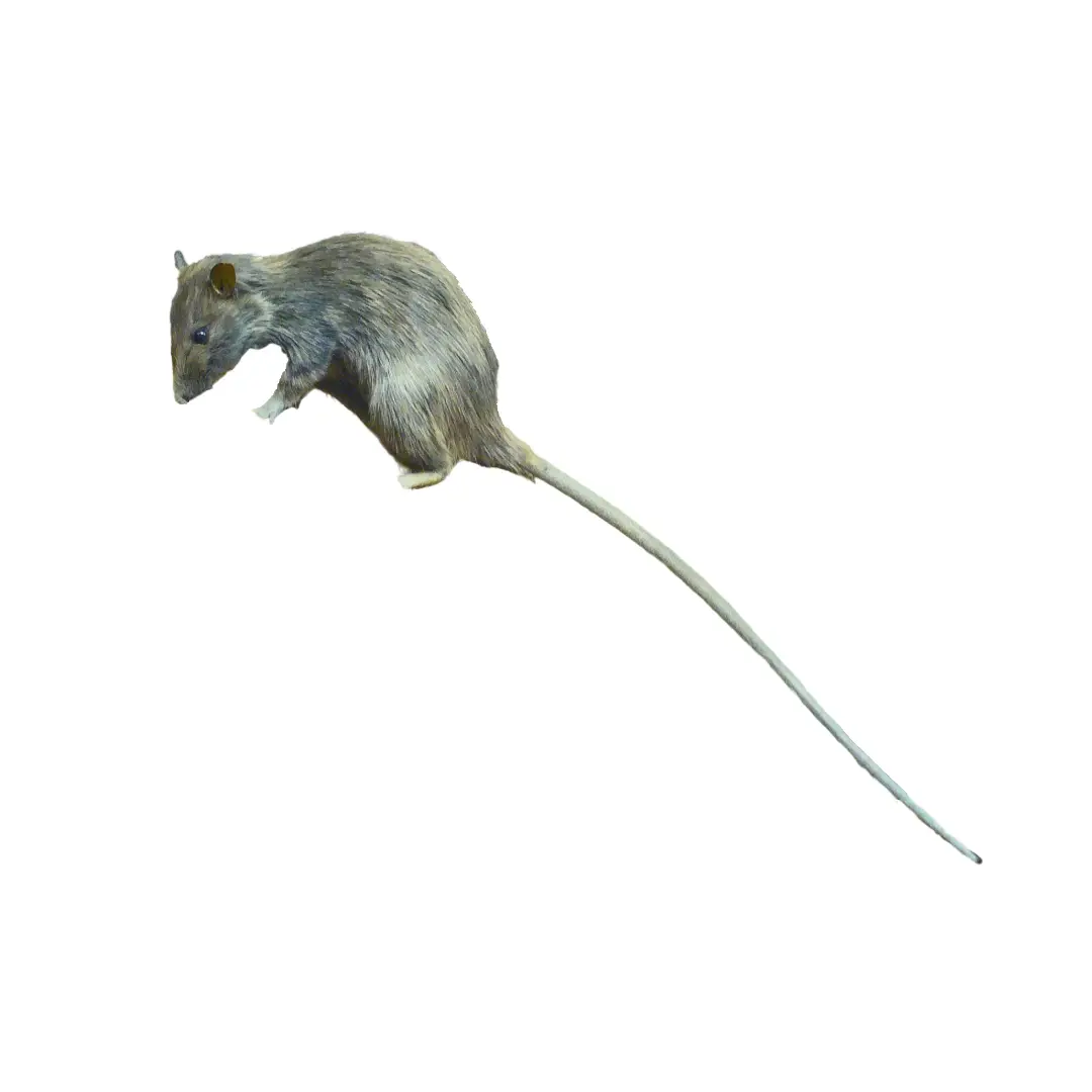 Roof Rats