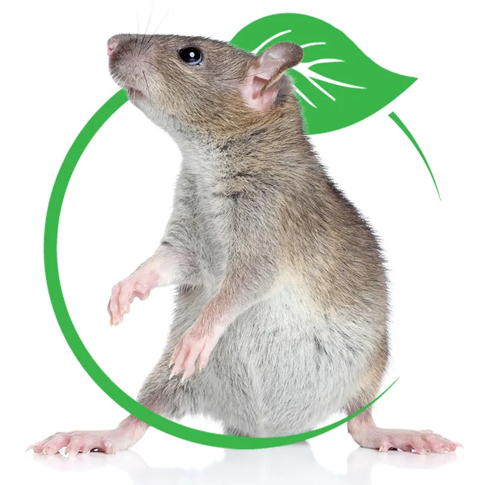 Mashpee rat rodent control Near Me