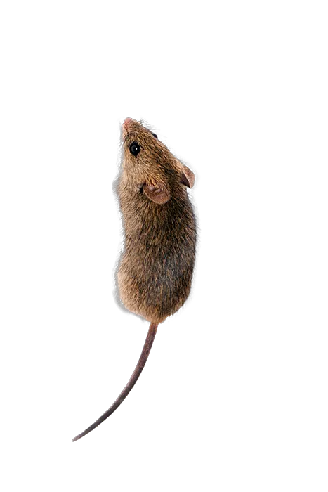 Mashpee Rodent Pest Control Near Me