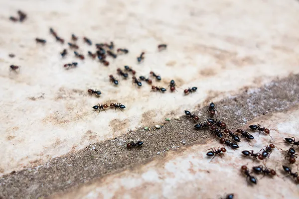 Dennis ant control ant trail