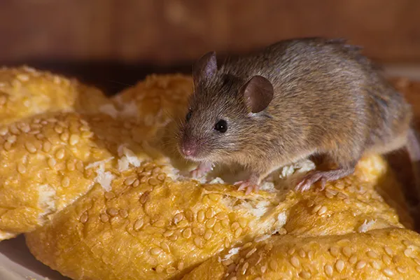 EcoGeek Barnstable Mice Exterminator Near Me
