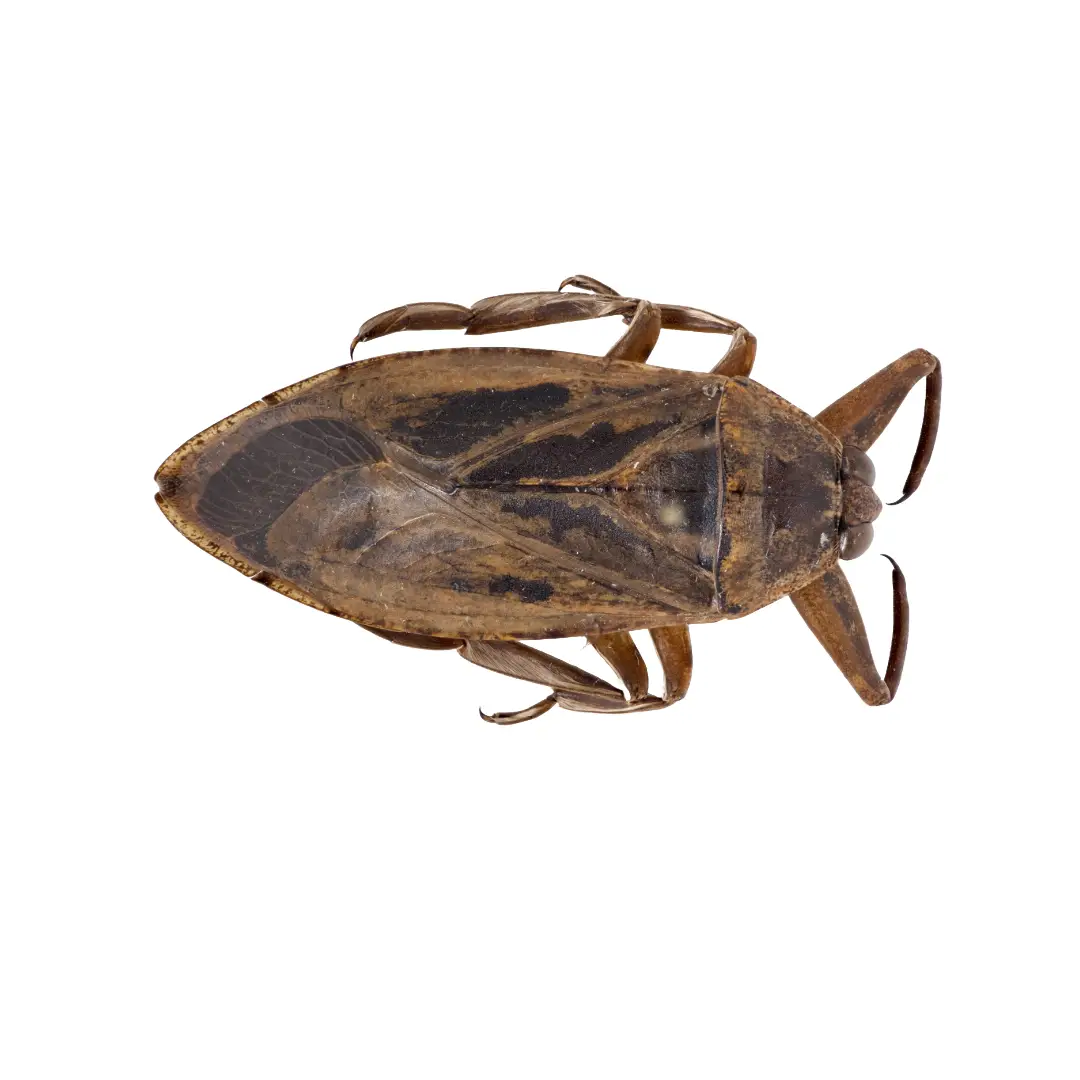 Waterbugs