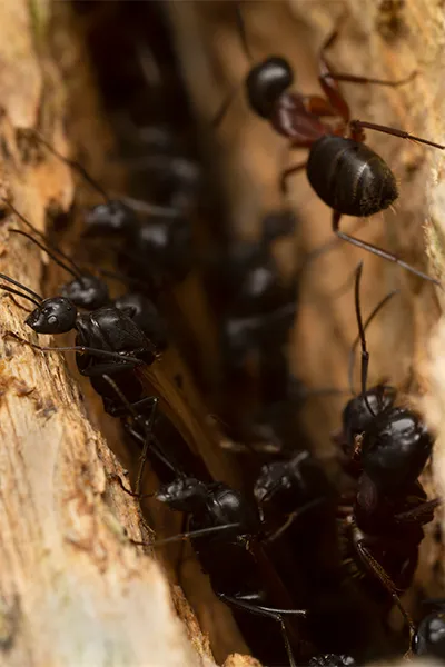 Dennis ant control services near me