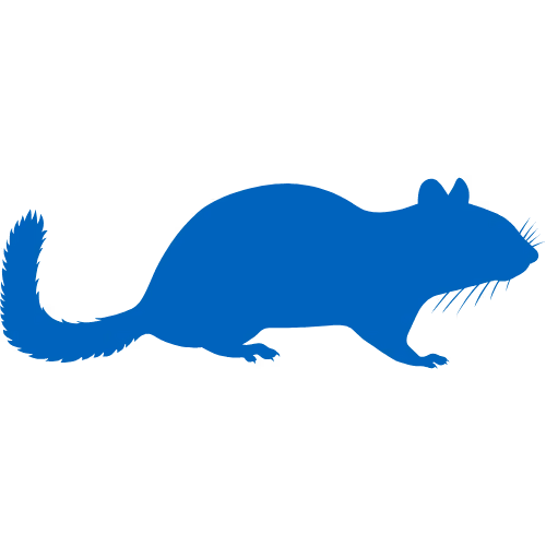 Chipmunk Icon