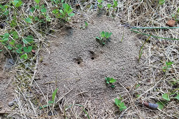 Dennis ant control ant hill