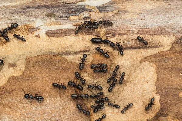 Dennis ant control ant damage