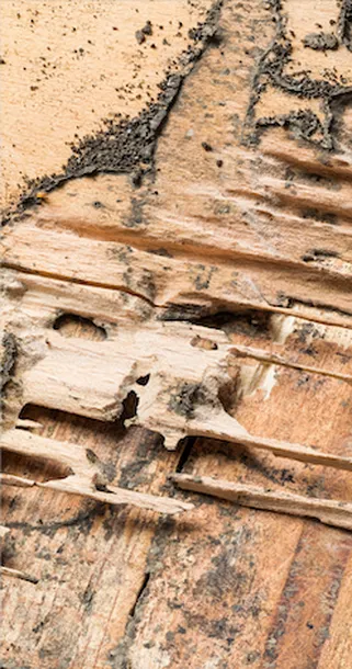 Termite Pest Control Mashpee MA Damage