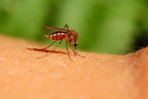 Barnstable Mosquito Control Near Me
