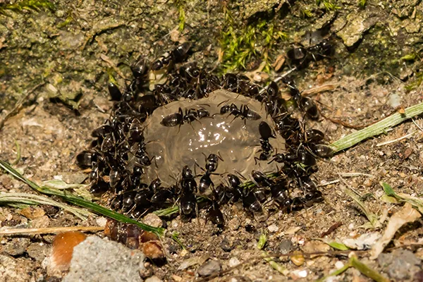 odorous house ant exterminator Dennis MA